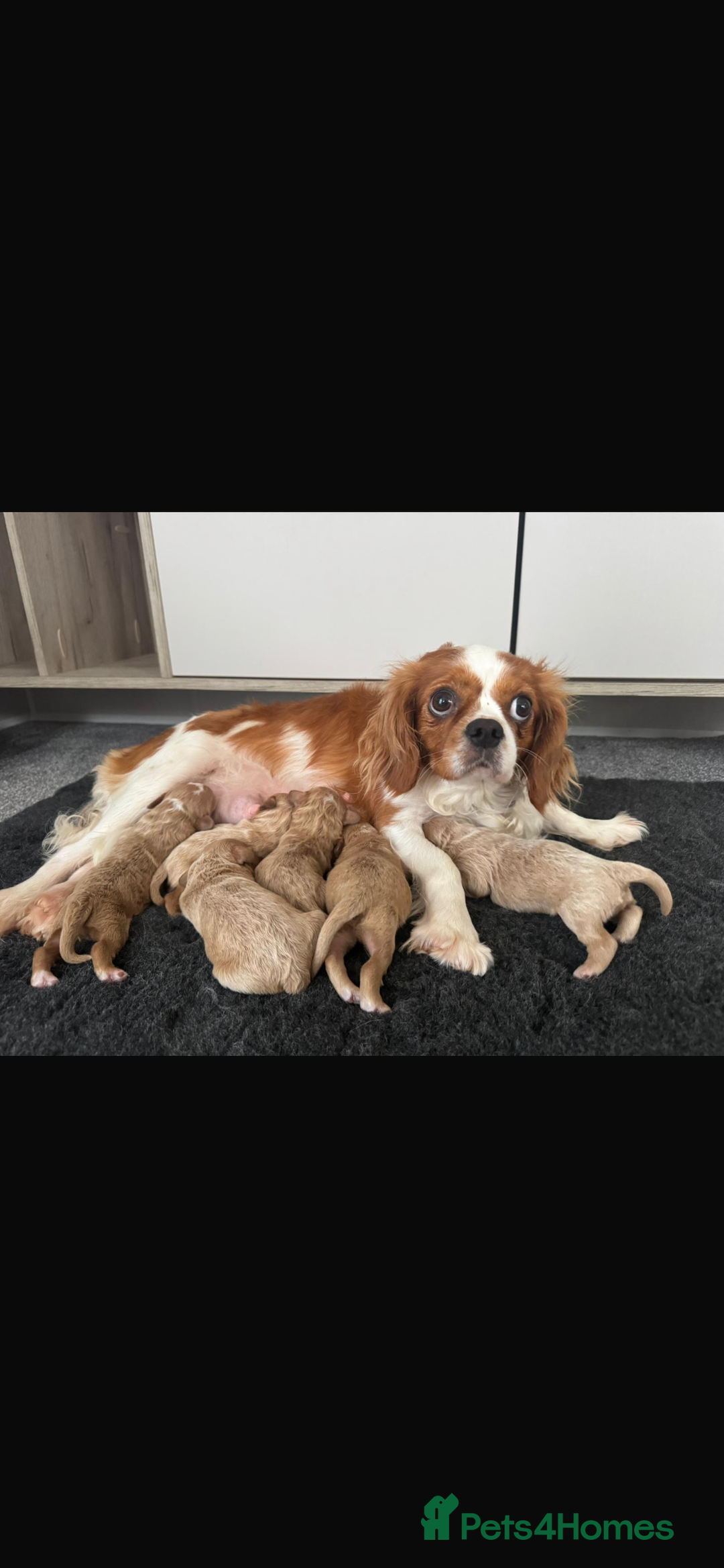Cavapoo dogs for sale: F1 cavapoo puppys - Image 1