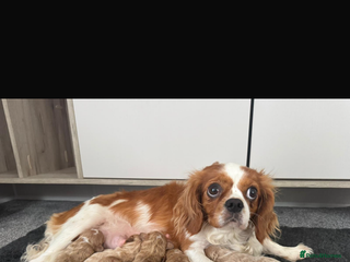 Cavapoo dogs - Advert 3