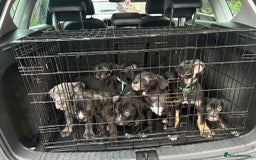 Mixed Breed dogs for sale: Came corso X American bulldog - Advert 6
