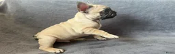 French Bulldog dogs for sale: KC Registered French Bulldogs Boys Ready Now in Borehamwood - Advert 19
