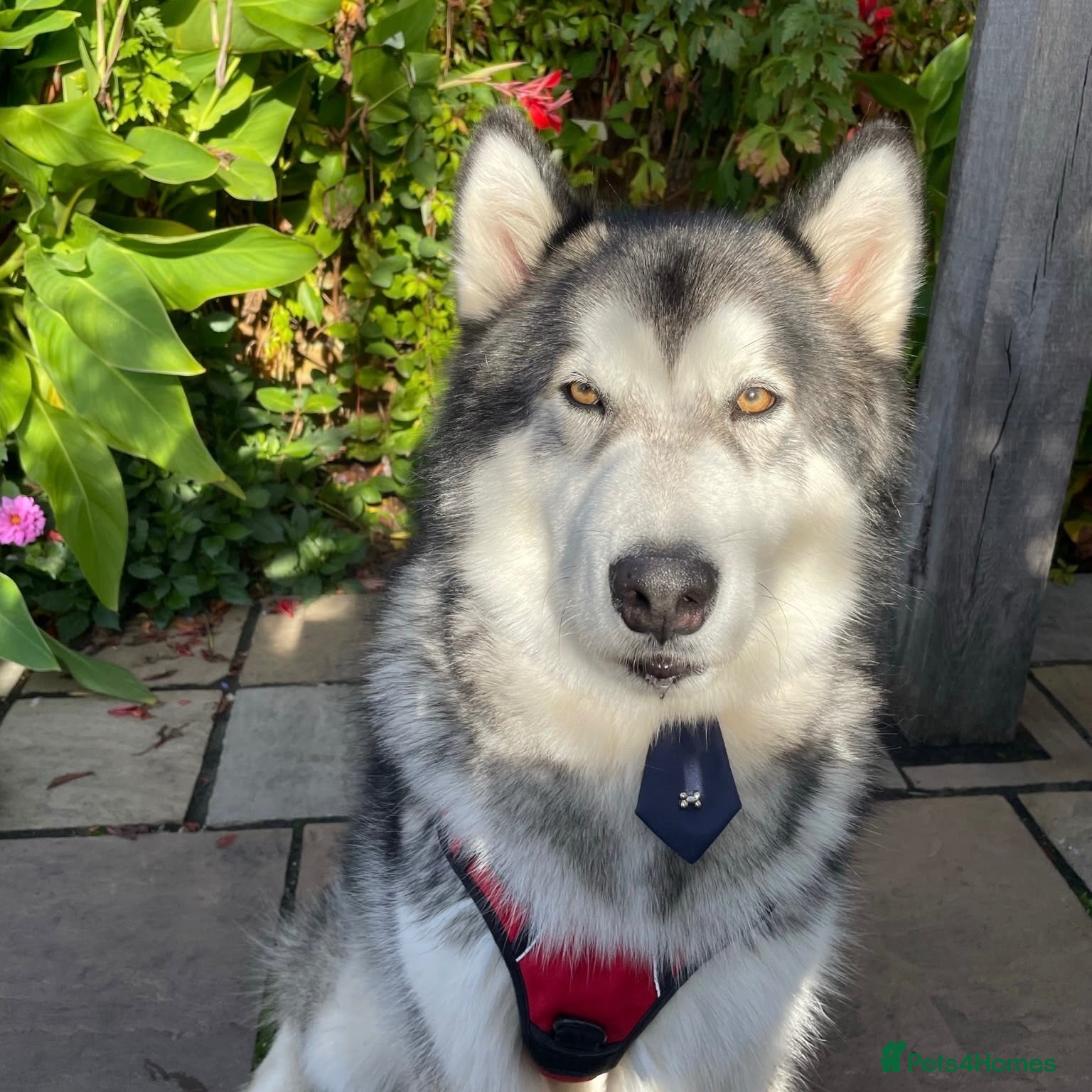 Alaskan Malamute dogs Teddy (Alaskan Malamute) - Advert 1