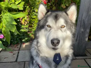 Alaskan Malamute dogs Teddy (Alaskan Malamute) - Advert 2