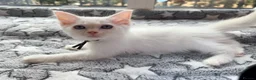 Ragdoll cats for sale: 5 Fluffy PureBred Ragdolls  - Advert 15