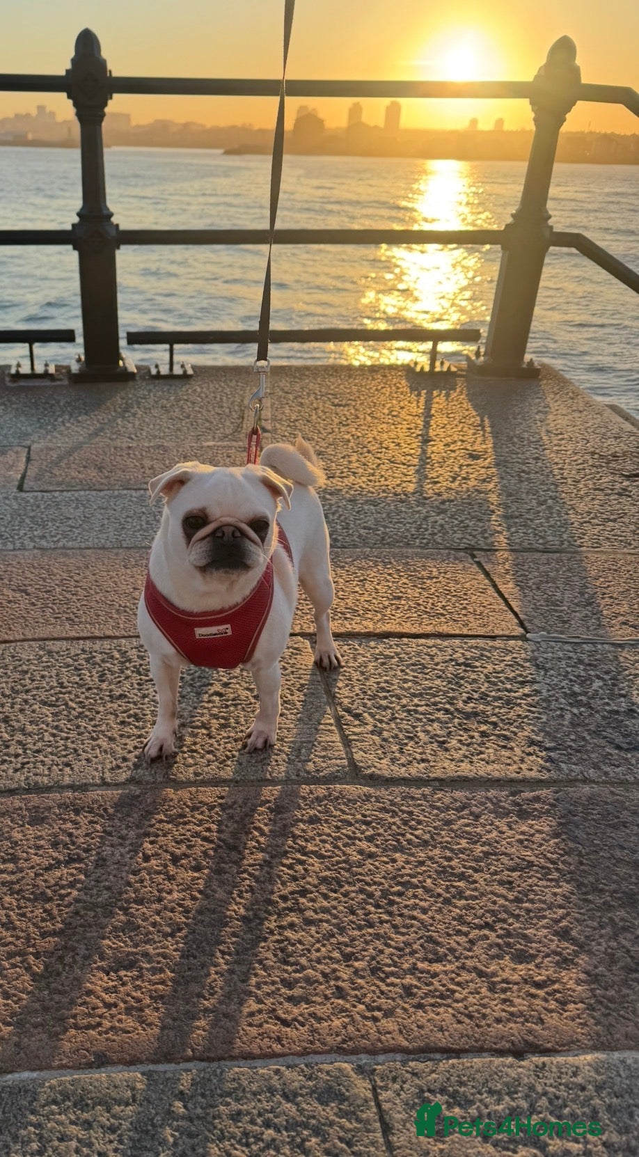 Pug dogs Adorable white pug🤍 - Advert 1