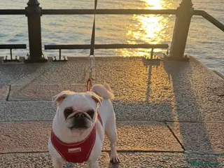 Pug dogs Adorable white pug🤍 - Advert 1