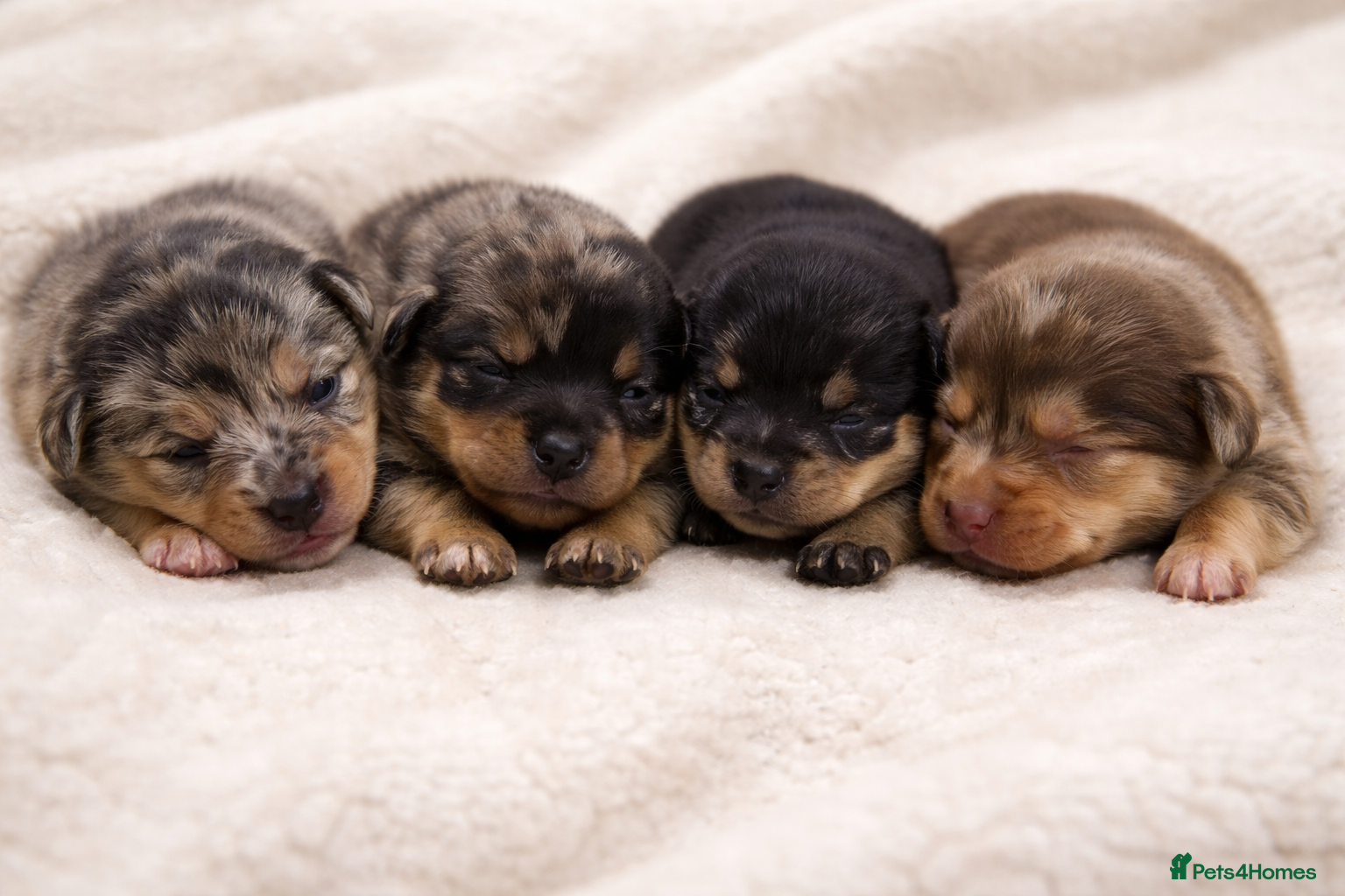 Miniature Dachshund dogs ** MINIATURE DACHSHUNDS ** - Advert 11