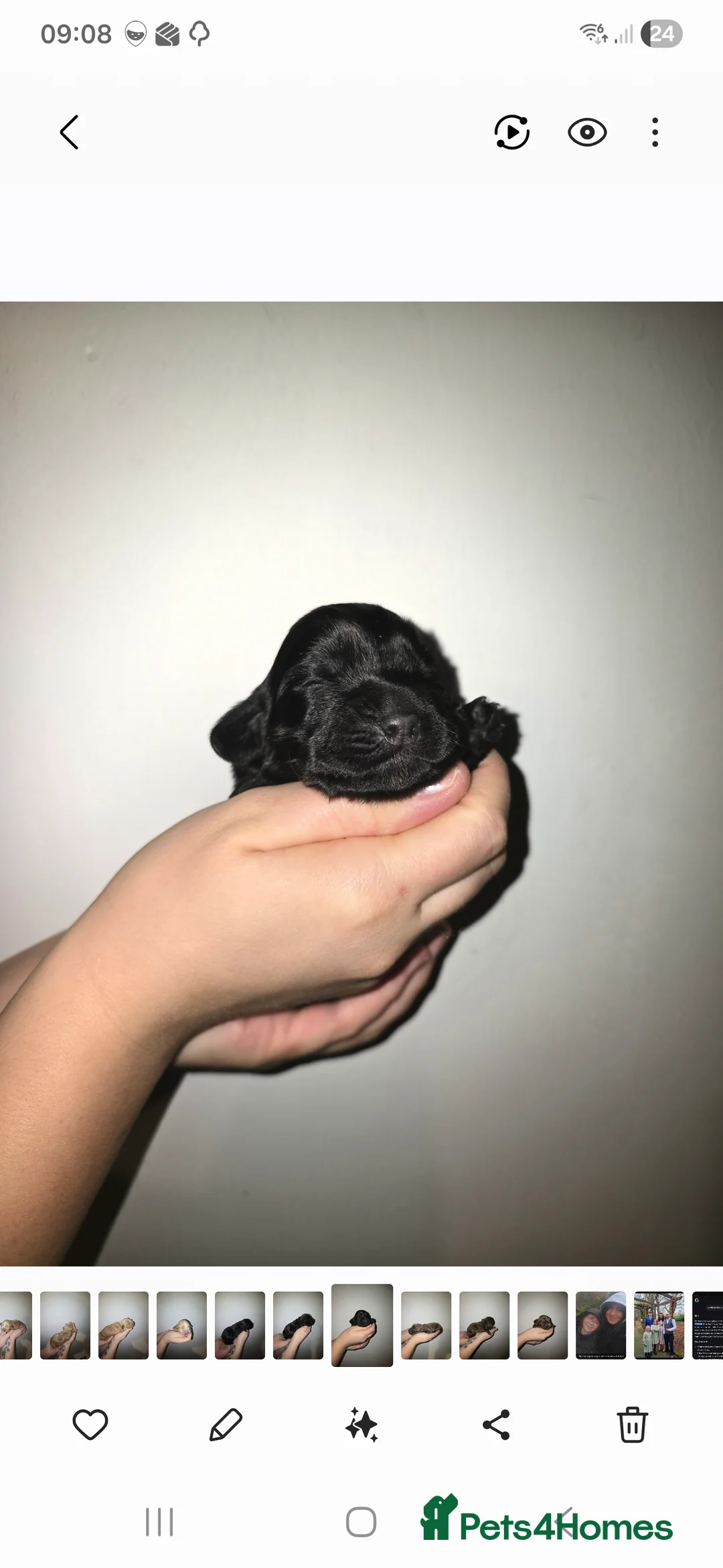 Cocker Spaniel dogs for sale: Cocker spainel puppies - Advert 24