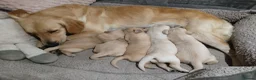 Golden Retriever dogs for sale: PEDIGREE GOLDEN RETRIEVERS  - Advert 10