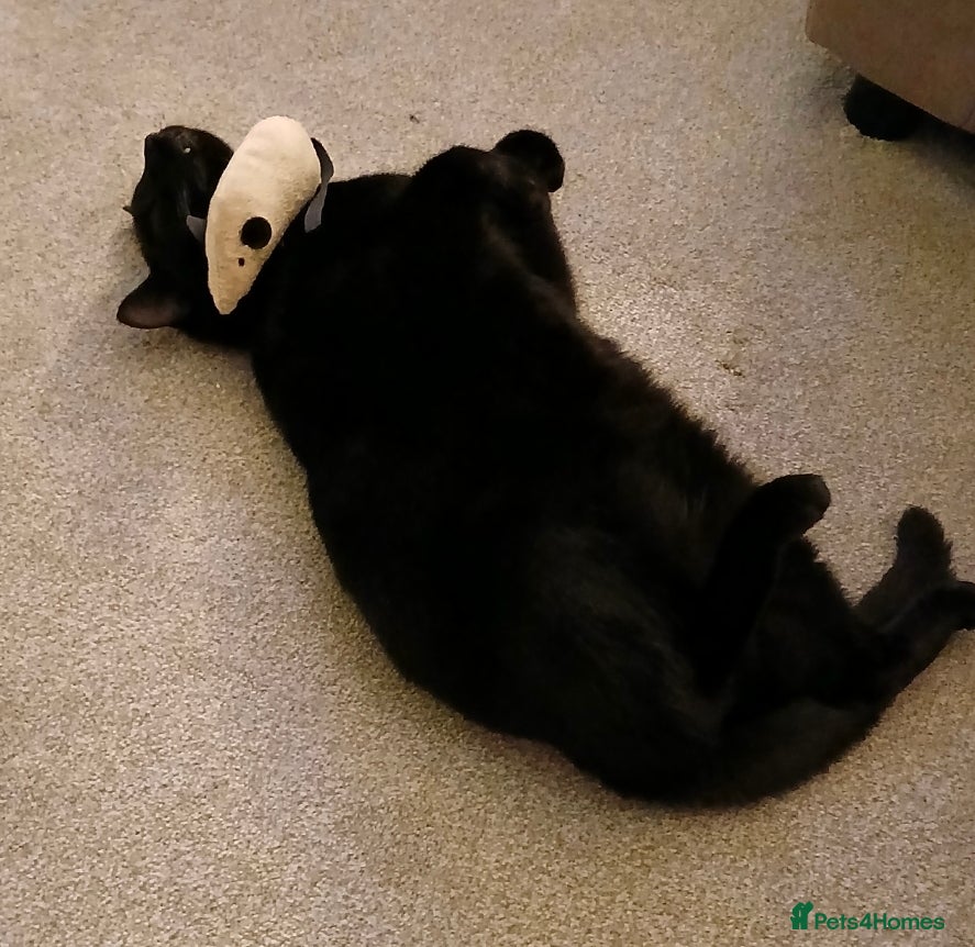 Mixed Breed cats Titch - Advert 5