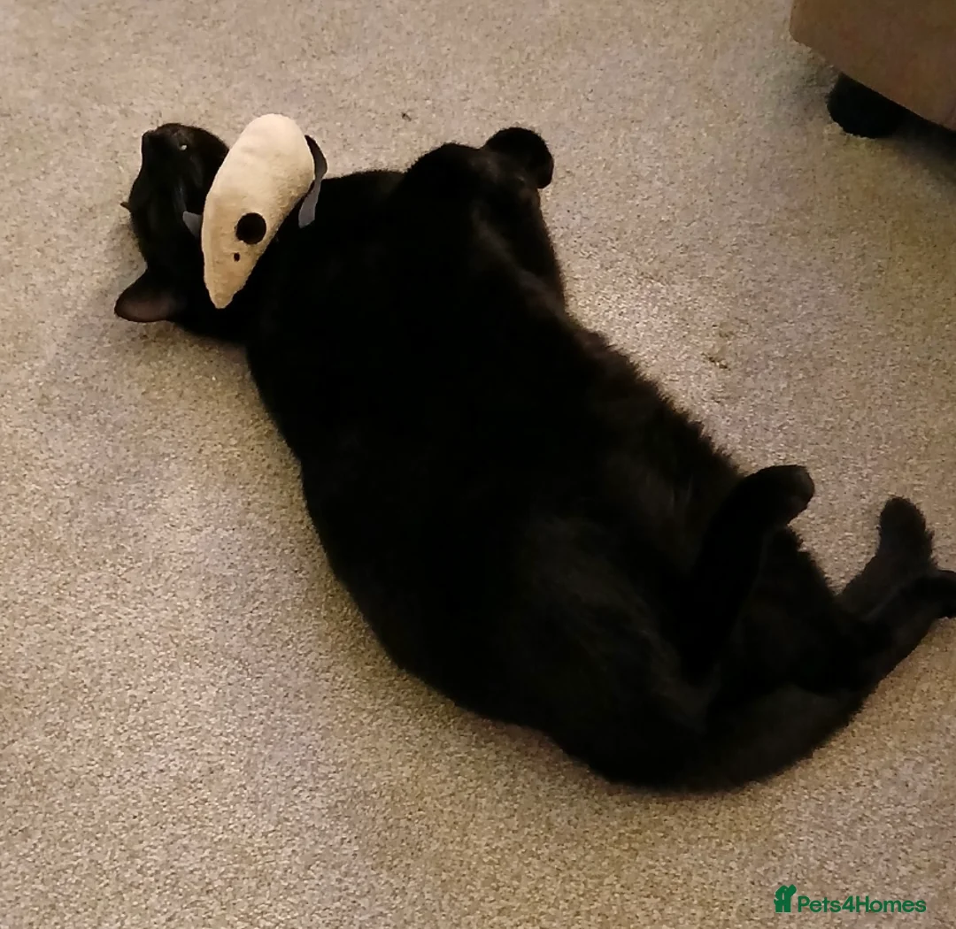 Mixed Breed cats for sale: Titch - Advert 1