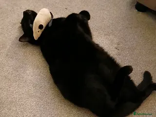 Mixed Breed cats Titch - Advert 2