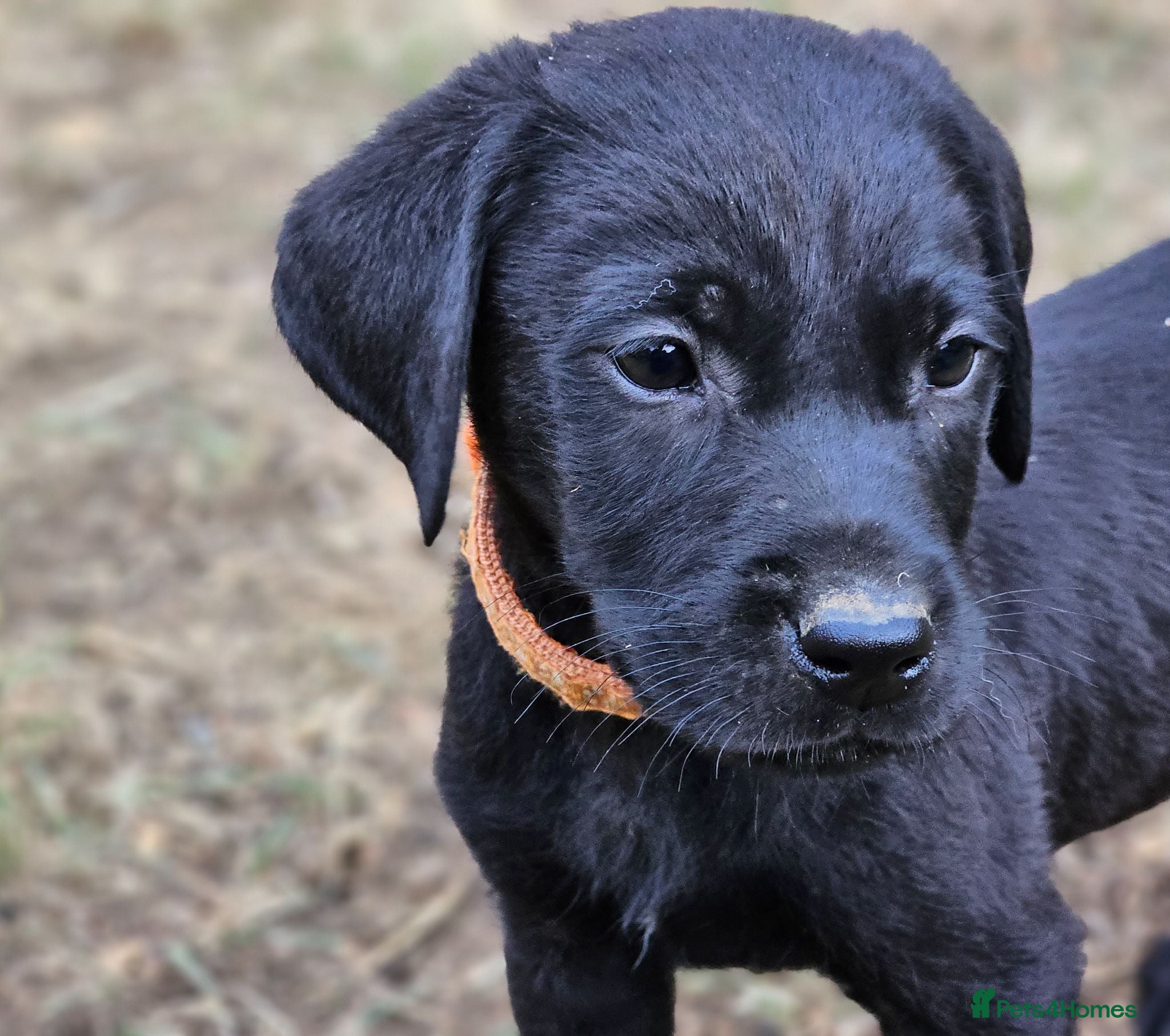 Labrador Retriever dogs Gorgeous Black Labrador Puppies - Advert 4