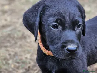 Labrador Retriever dogs Gorgeous Black Labrador Puppies - Advert 4