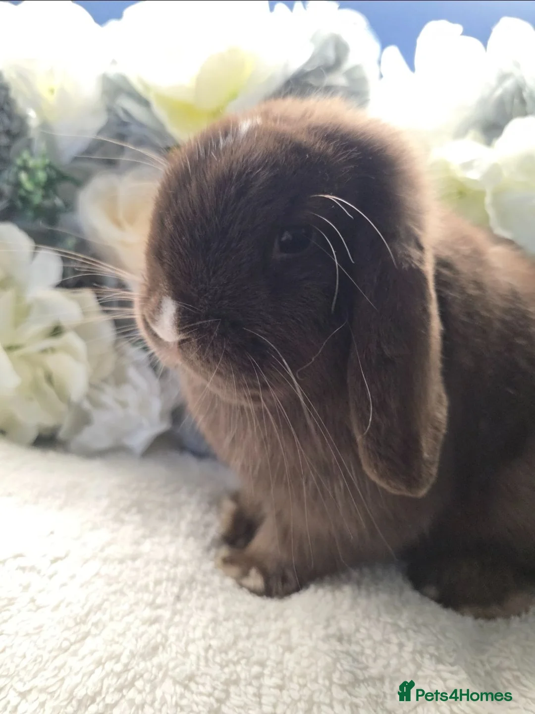 Mini Lop rabbits for sale: Beautiful Chocolate VM Mini Lop Doe - Advert 1