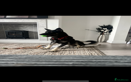 Shepsky dogs for sale: Male Shepsky For Sale - Image 2