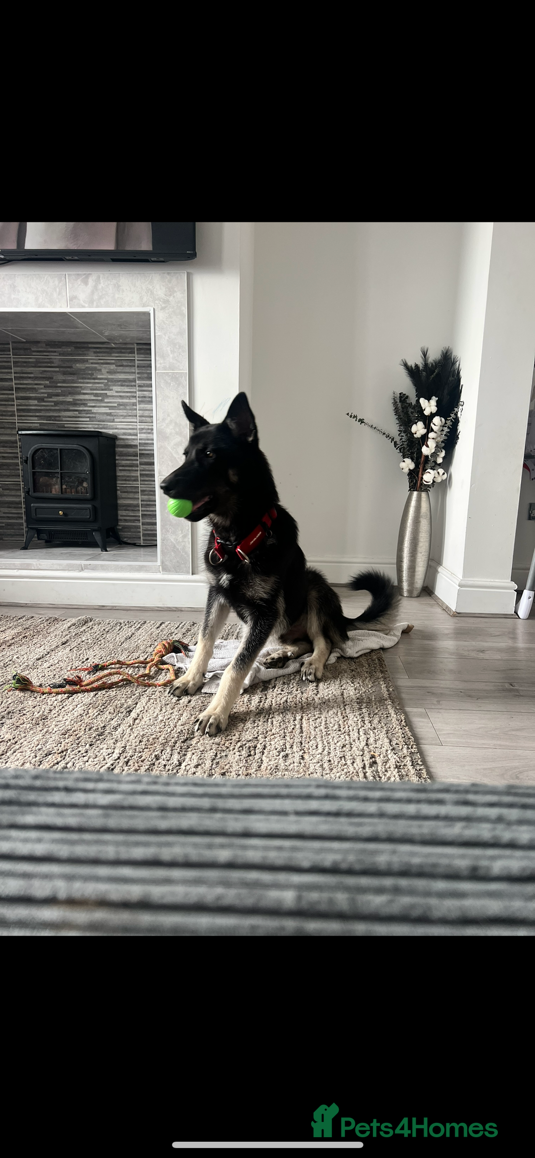 Shepsky dogs for sale: Male Shepsky For Sale - Image 2
