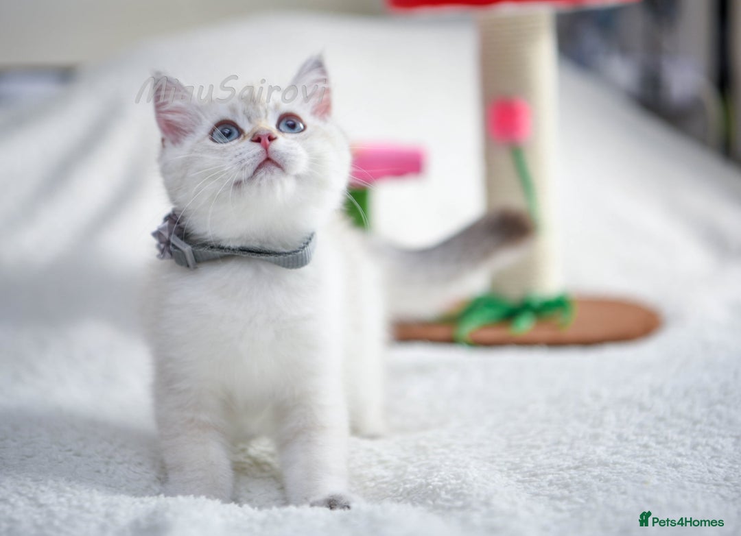 British Shorthair cats for sale: British shorthair kittens Champion parents  - Image 34