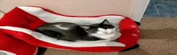 Mixed Breed cats for sale: Connie - Black and White Cat - Advert 3
