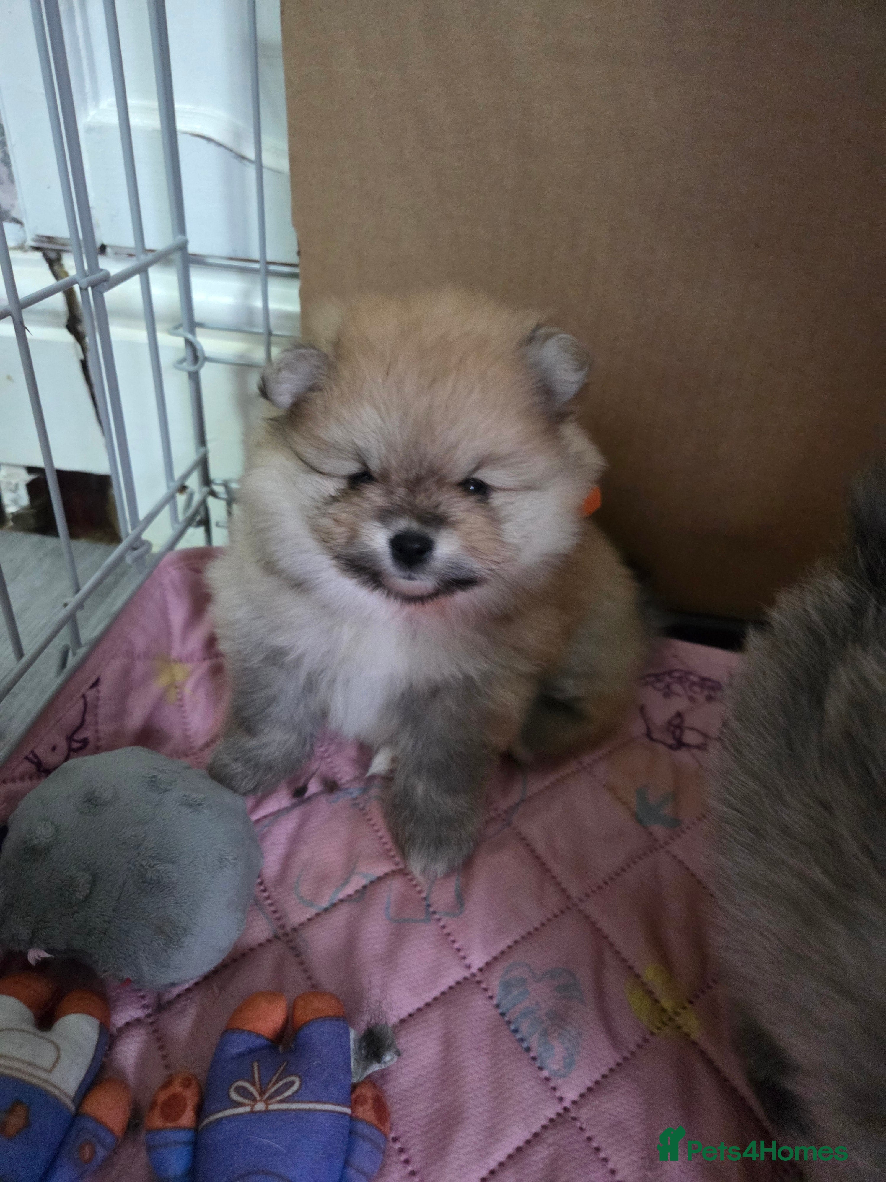 Pomeranian dogs Pomeranian puppies for sale 🐶🐾 - Advert 7