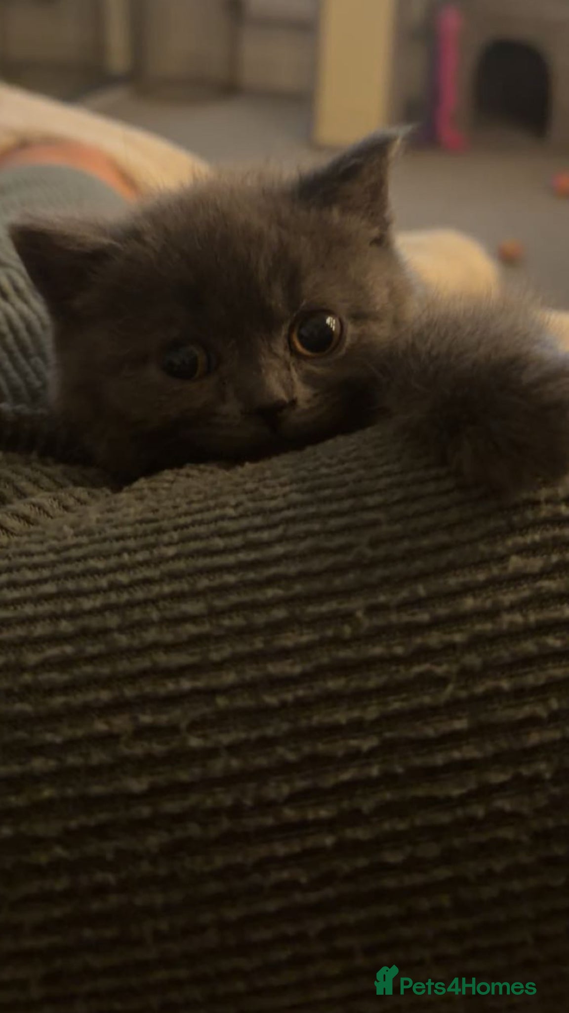 British Shorthair cats for sale: Girl Blue British Short hair🩷 - Advert 7