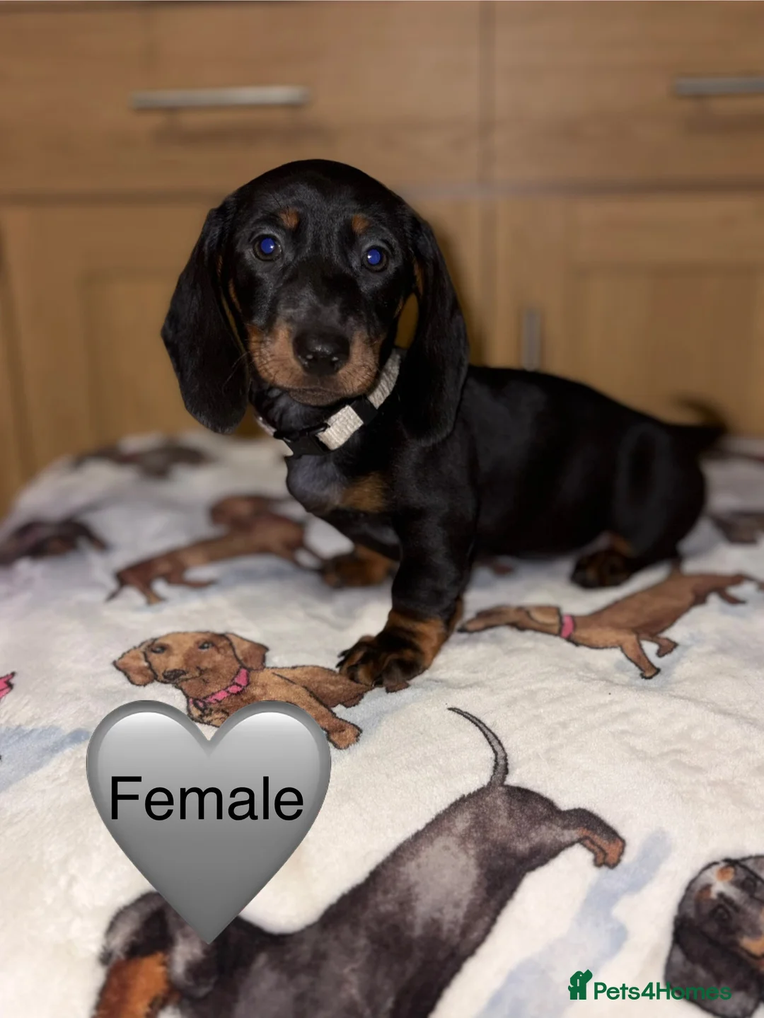 Miniature Dachshund dogs for sale: Stunning Black and Tan smooth fur dachshund pups - Advert 9
