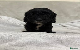 Mixed Breed dogs for sale: Adorable Cockerchons Fluffy, Low-Shed Wonders! - Image 14