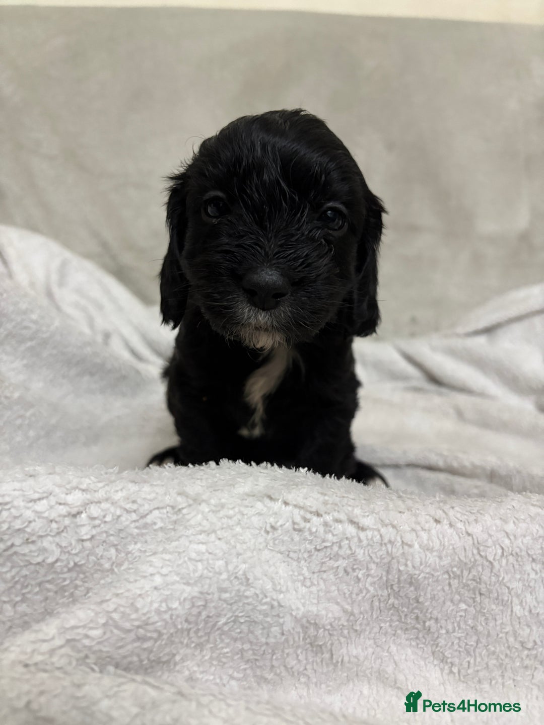 Mixed Breed dogs for sale: Adorable Cockerchons Fluffy, Low-Shed Wonders! - Image 14