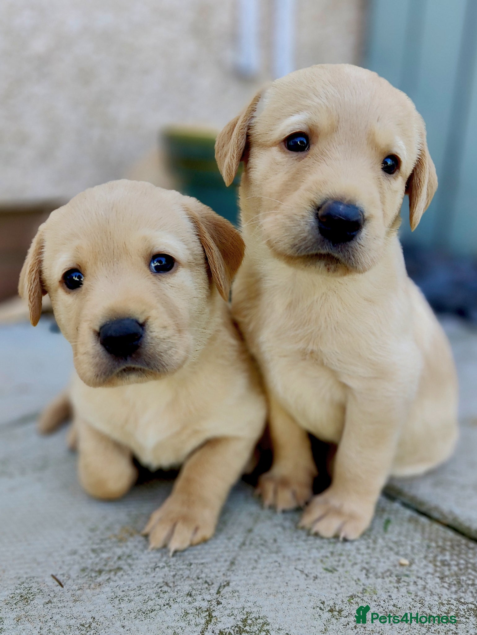 Labrador Retriever dogs 1 GIRL LEFT Stunning, Well Bred Labrador Pups - Advert 2