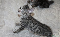 Bengal cats for sale: Adorable, affectionate, so cute kittens for sale!! - Image 11