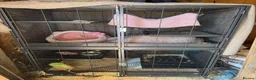 Ferret rodents for sale: 2 female ferrets  - Advert 2