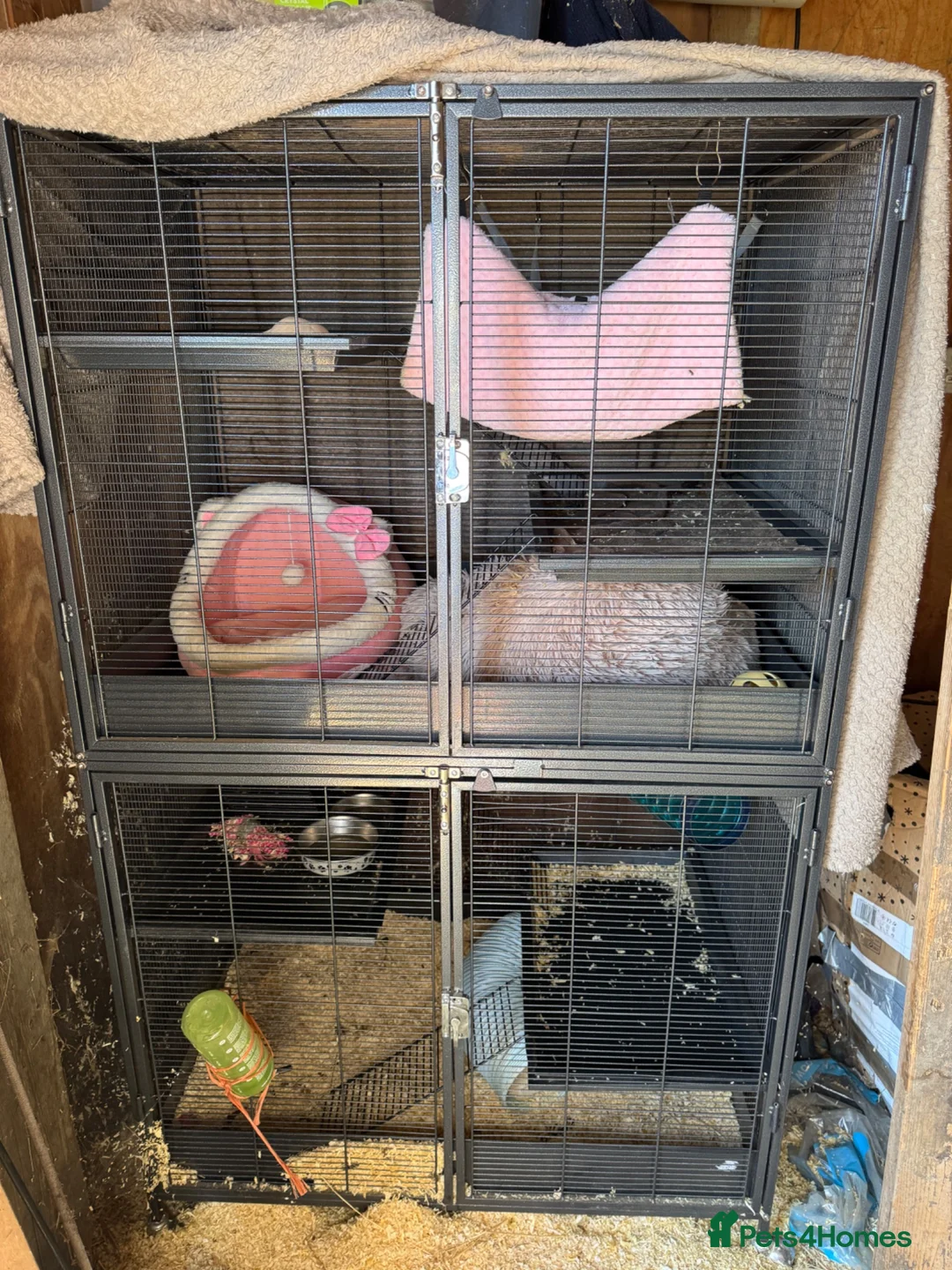 Ferret rodents for sale: 2 female ferrets  - Advert 2