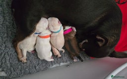 Maltese dogs for stud: Maltese kc health tested boy for Stud  - Image 11
