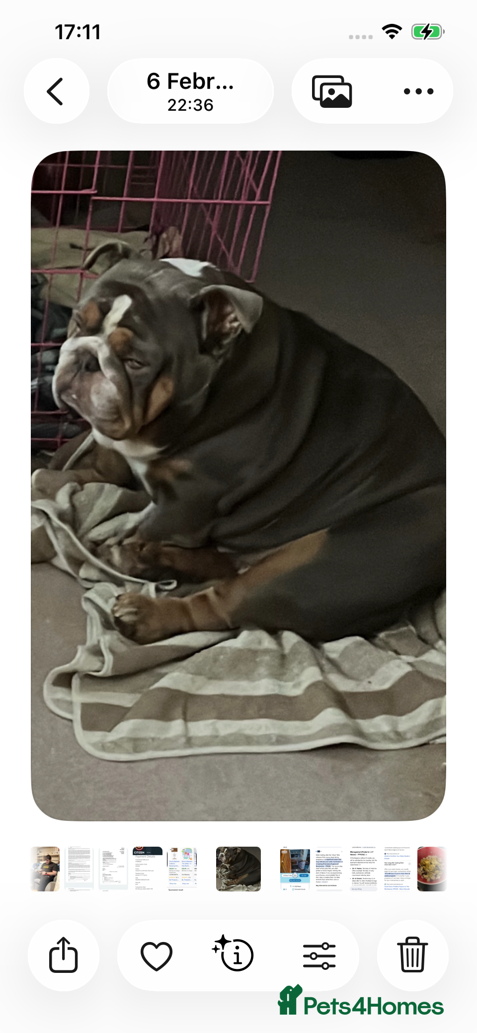 English Bulldog dogs English bulldog - Advert 2