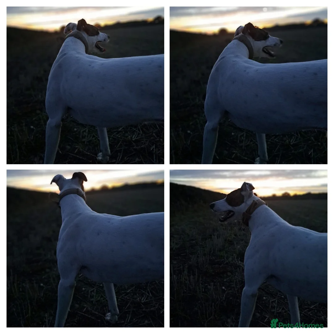Mixed Breed dogs for sale: Lurcher cross  - Advert 2