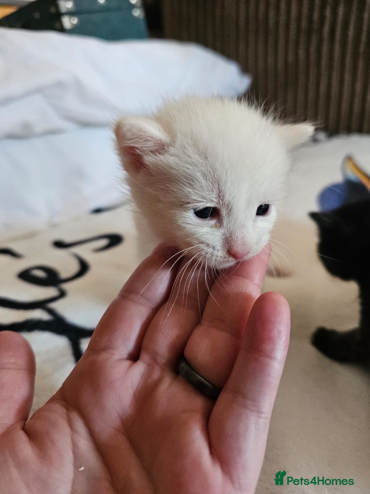 Domestic Shorthair cats Rescue Kittens Looking for Forever Homes - Advert 16