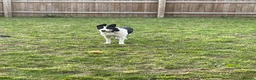 Smooth Collie dogs for sale: Mabel - Advert 2