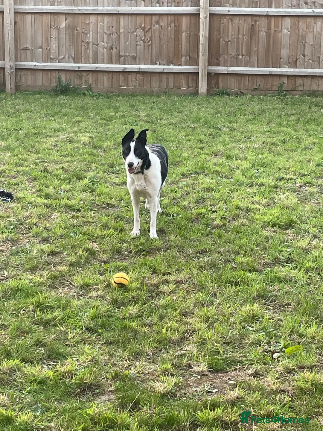 Smooth Collie dogs for sale: Mabel - Advert 2