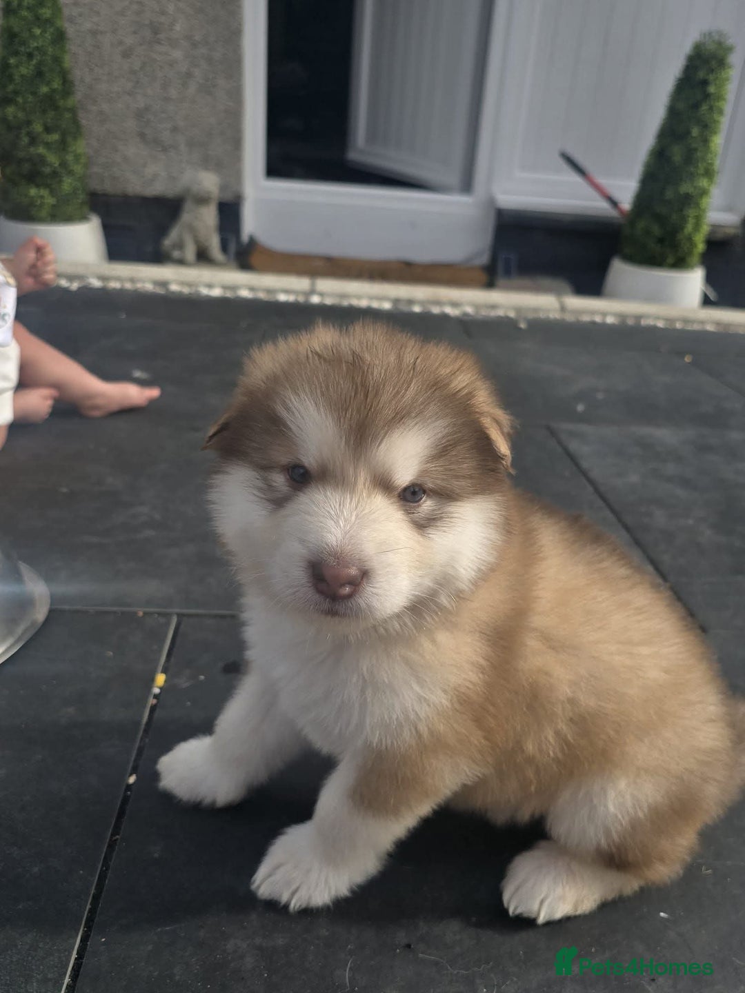 Alaskan Malamute dogs for stud: KC Registered Champion Alaskan Malamute for Stud in Bathgate - Advert 10