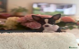 Chihuahua dogs for sale: Our beautiful Chihuahua puppies  - Image 5