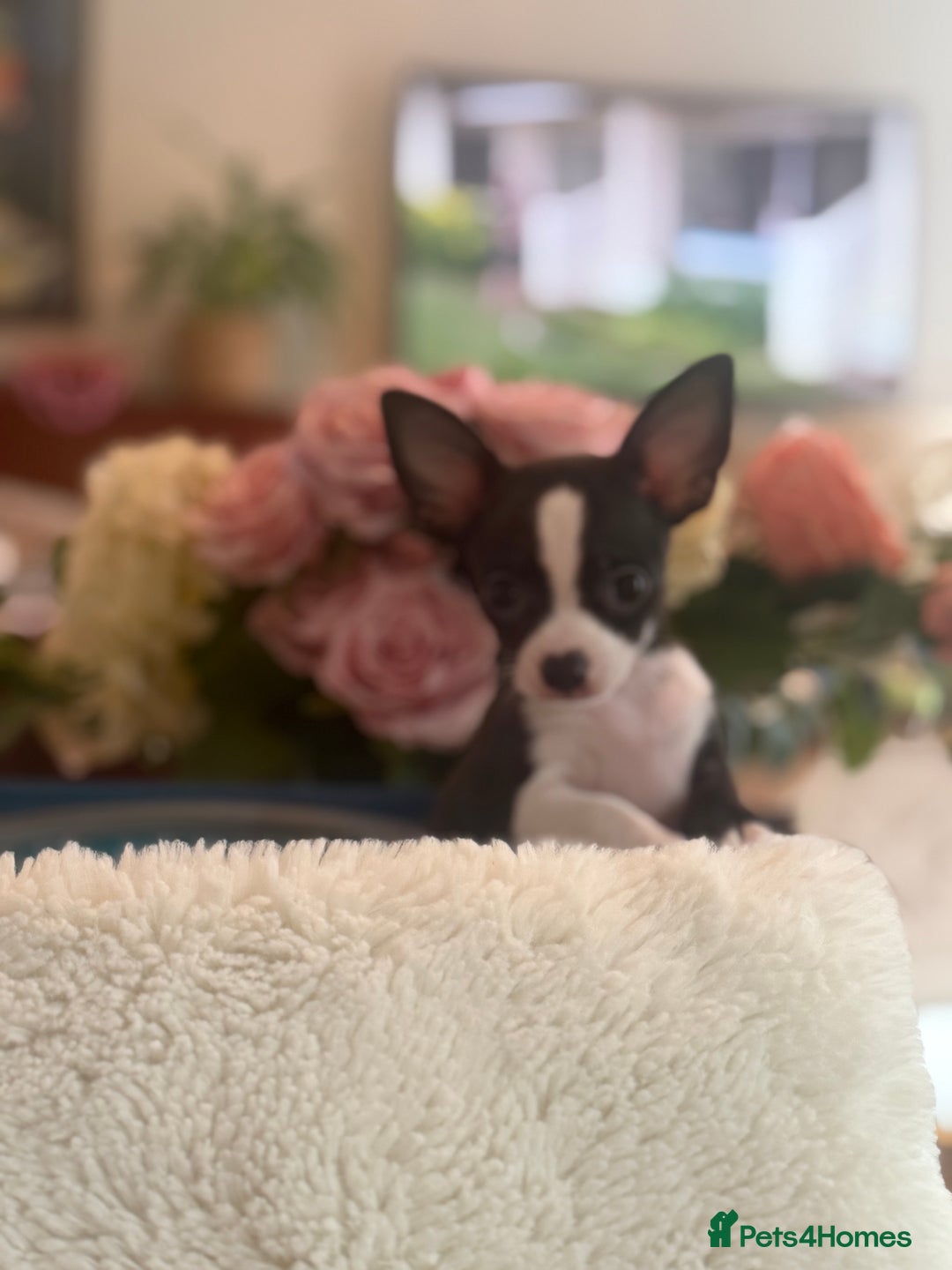 Chihuahua dogs for sale: Our beautiful Chihuahua puppies  - Image 5