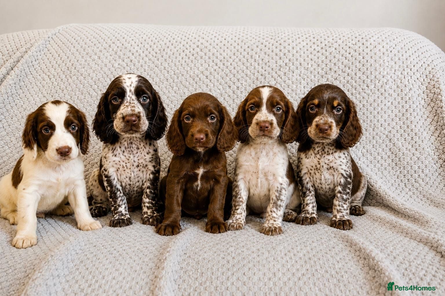 Cocker Spaniel dogs Cocker Spaniel Puppies Fully Vaccinated Ready Now - Advert 2