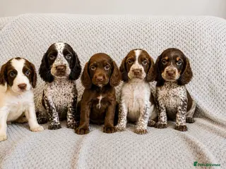 Cocker Spaniel dogs Cocker Spaniel Puppies Fully Vaccinated Ready Now - Advert 2