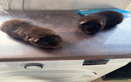 Guinea Pig rodents for sale: Teddy bear Guinea pigs  - Image 1