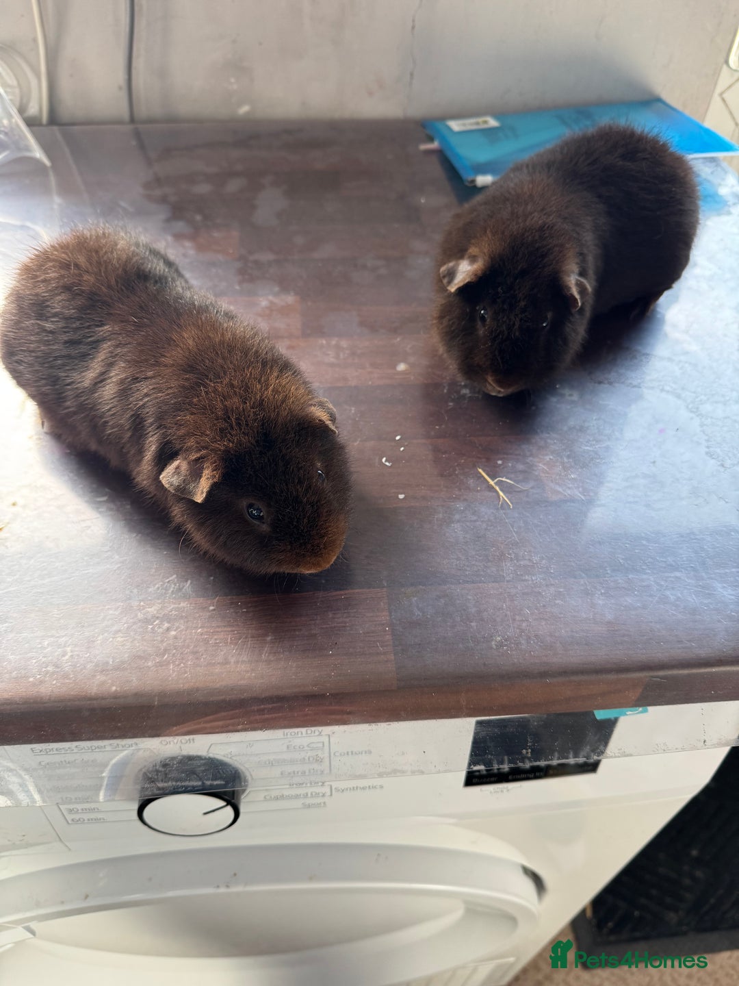 Guinea Pig rodents for sale: Teddy bear Guinea pigs  - Image 1