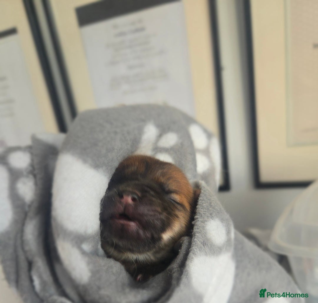 Chow Chow dogs for sale: Ready leave 23/12/2025 chocolate carrier CHOW CHOW - Advert 9