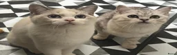 British Shorthair cats for sale: Full Pedigree Kittens available  - Advert 17