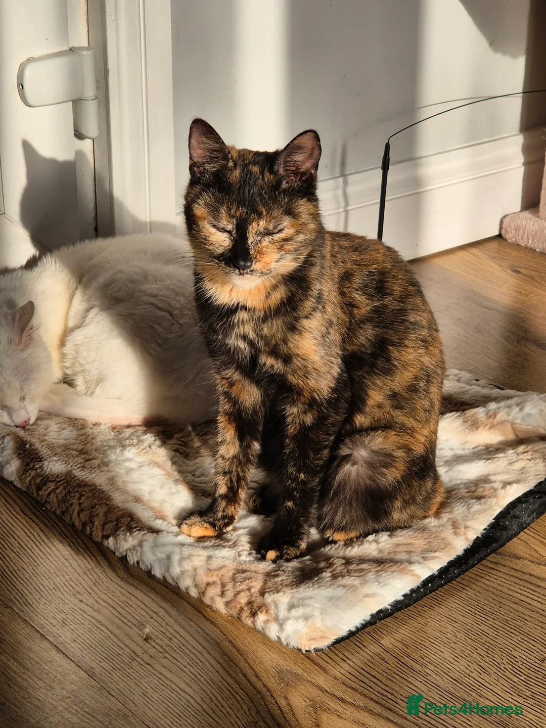 Mixed Breed cats for adoption: Mars for adoption in Waterlooville - Advert 2