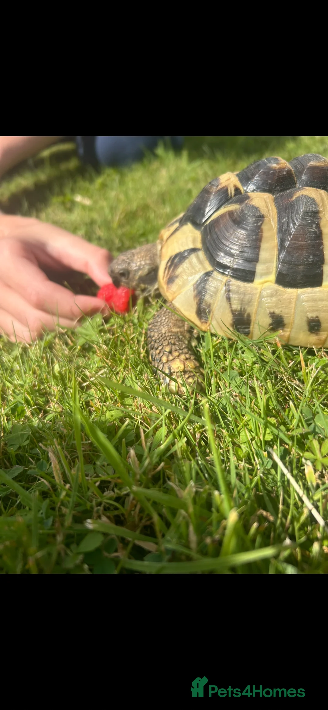 Hermann Tortoise reptiles for sale: Two lovely tortoises looking for their next home in Leatherhead - Advert 5