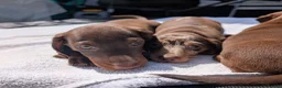 Miniature Dachshund dogs for sale: 🐾 Beautiful Miniature Dachshund Puppies 🐾 - Advert 10