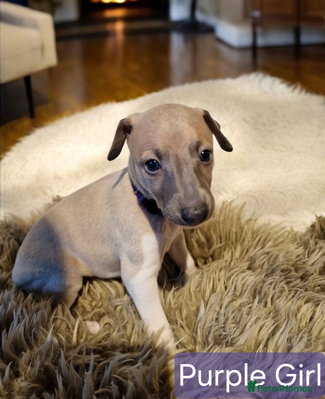 Whippet dogs for sale: Beautiful KC whippet pups for sale :) - Image 8